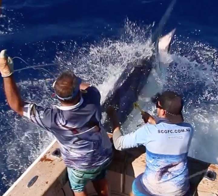 Men Catching a huge Marlin on the Kaizen Sports Fishing Charter